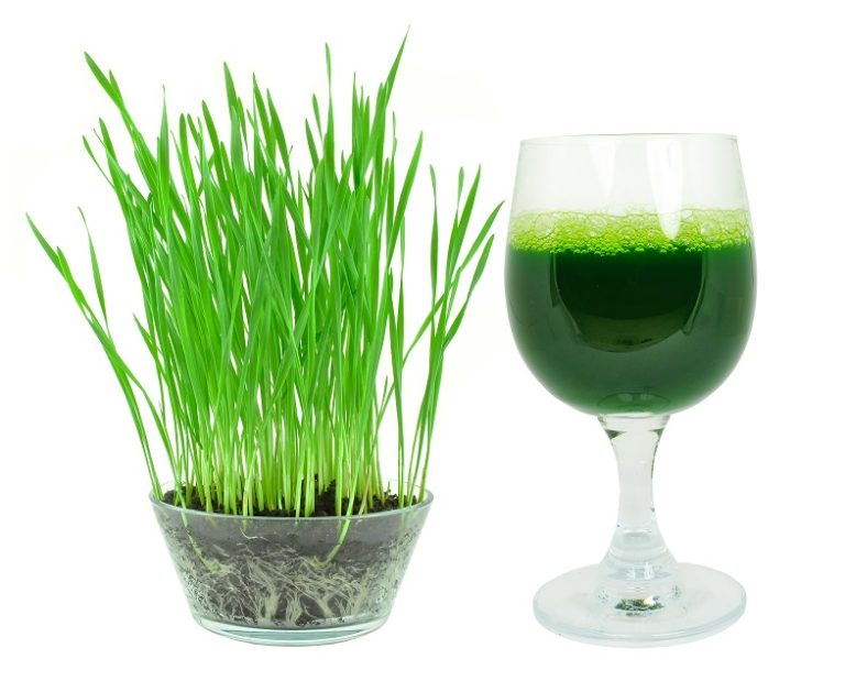 Wheatgrass Juice Ke Fayde, Wheat grass Benefits in Hindi