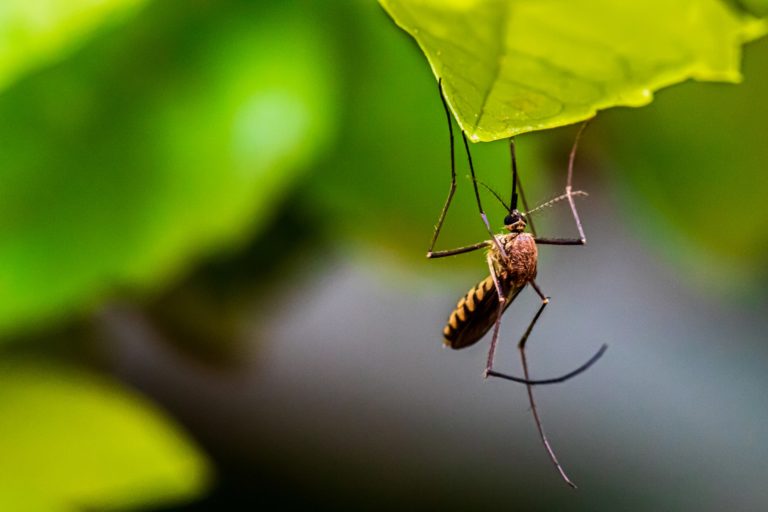 Chikungunya ka ilaj ke 5 Gharelu Nuskhe