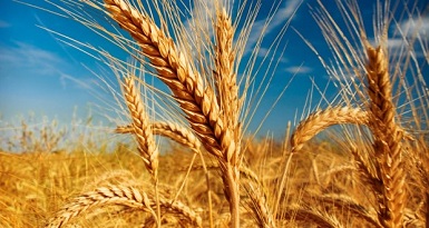 barley in hindi