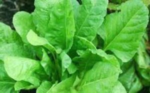 spinach in hindi