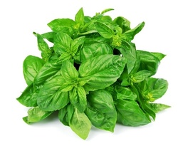 Basil Leaves in Hindi