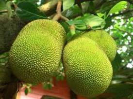 Jackfruit in Hindi