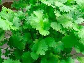 coriander in hindi