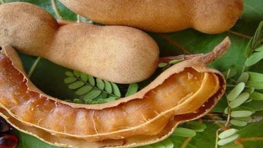 tamarind in hindi