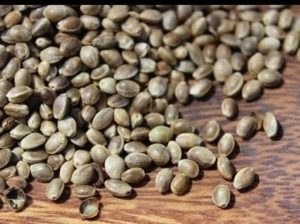 भांग के बीज के फायदे, उपयोग और रेसिपी ( hemp seeds in hindi ) 4 hemp seeds in hindi