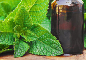 Peppermint Oil in Hindi