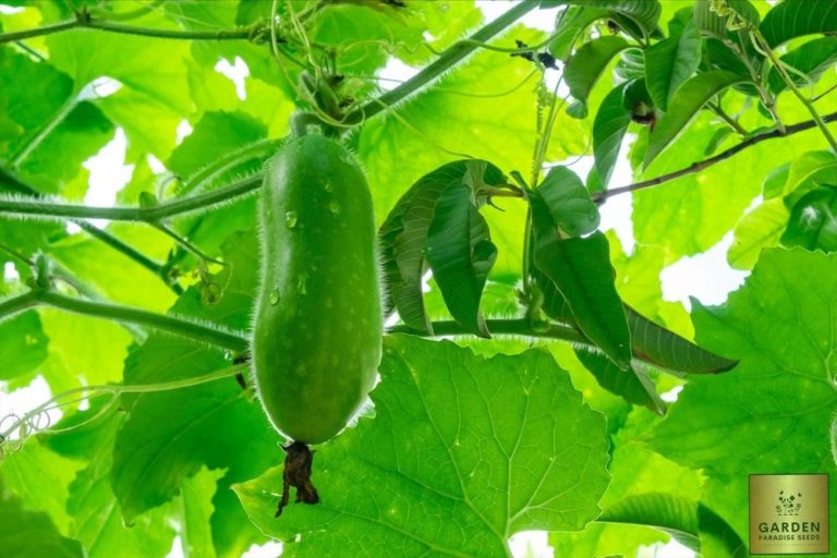 Ash Gourd in hindi